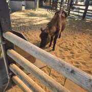 ヒメ日記 2026/01/31 08:19 投稿 工藤　みなみ 三丁目の奥様（東京ハレ系）