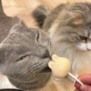 ヒメ日記 2025/09/23 15:27 投稿 すず DIVAセカンドシーズン土浦店