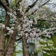 ヒメ日記 2025/04/12 16:17 投稿 さゆり DIVAセカンドシーズン土浦店