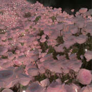 ヒメ日記 2024/12/31 06:03 投稿 なのは 治療院.LOVE 宇都宮店