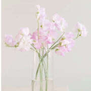 ヒメ日記 2025/02/12 09:03 投稿 なのは 治療院.LOVE 宇都宮店