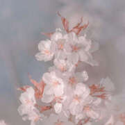 ヒメ日記 2025/03/29 10:42 投稿 なのは 治療院.LOVE 宇都宮店