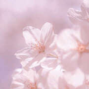 ヒメ日記 2025/04/07 13:36 投稿 なのは 治療院.LOVE 宇都宮店