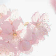 ヒメ日記 2025/04/09 23:48 投稿 なのは 治療院.LOVE 宇都宮店