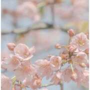 ヒメ日記 2025/04/11 14:18 投稿 なのは 治療院.LOVE 宇都宮店