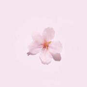 ヒメ日記 2025/04/12 21:33 投稿 なのは 治療院.LOVE 宇都宮店