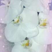 ヒメ日記 2025/07/24 23:21 投稿 らん 熟女の風俗最終章 宇都宮店