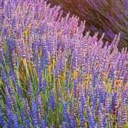 ヒメ日記 2025/10/15 20:41 投稿 らん 熟女の風俗最終章 宇都宮店