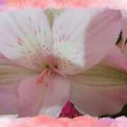 ヒメ日記 2026/01/28 22:42 投稿 らん 熟女の風俗最終章 宇都宮店