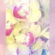 ヒメ日記 2026/03/15 05:11 投稿 らん 熟女の風俗最終章 宇都宮店