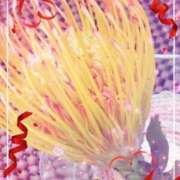 ヒメ日記 2026/03/16 23:11 投稿 らん 熟女の風俗最終章 宇都宮店