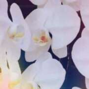 ヒメ日記 2026/03/24 05:11 投稿 らん 熟女の風俗最終章 宇都宮店