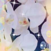 ヒメ日記 2026/03/30 05:51 投稿 らん 熟女の風俗最終章 宇都宮店