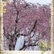 ヒメ日記 2026/03/30 08:41 投稿 らん 熟女の風俗最終章 宇都宮店