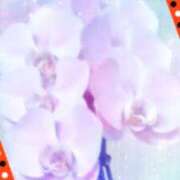 ヒメ日記 2026/04/07 05:08 投稿 らん 熟女の風俗最終章 宇都宮店