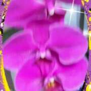 ヒメ日記 2026/04/07 23:41 投稿 らん 熟女の風俗最終章 宇都宮店