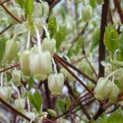 ヒメ日記 2026/04/10 08:11 投稿 らん 熟女の風俗最終章 宇都宮店