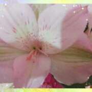 らん こんばんは 熟女の風俗最終章 宇都宮店