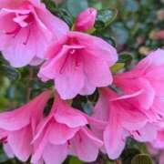 ヒメ日記 2026/04/17 17:41 投稿 らん 熟女の風俗最終章 宇都宮店