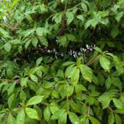 ヒメ日記 2026/04/27 08:55 投稿 らん 熟女の風俗最終章 宇都宮店