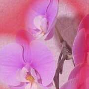 ヒメ日記 2026/05/20 05:11 投稿 らん 熟女の風俗最終章 宇都宮店