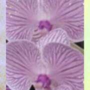 ヒメ日記 2026/08/29 23:51 投稿 らん 熟女の風俗最終章 宇都宮店