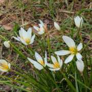 ヒメ日記 2025/10/27 12:04 投稿 いおり ギン妻パラダイス 十三店