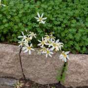 ヒメ日記 2025/11/02 14:01 投稿 いおり ギン妻パラダイス 十三店