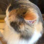 ヒメ日記 2025/04/05 21:22 投稿 星咲ほなみ ウルトラハピネス