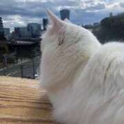 ヒメ日記 2025/04/13 14:36 投稿 星咲ほなみ ウルトラハピネス