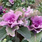 ヒメ日記 2026/01/25 12:19 投稿 かな 石亭