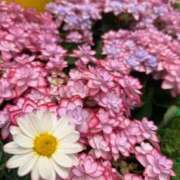 ヒメ日記 2026/04/06 08:51 投稿 かな 石亭