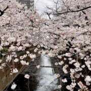 ヒメ日記 2025/04/05 15:31 投稿 アキ マテリアル