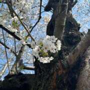 ヒメ日記 2026/03/26 17:01 投稿 アキ マテリアル