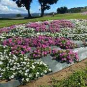 ヒメ日記 2026/03/27 10:31 投稿 アキ マテリアル