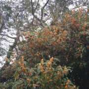 ヒメ日記 2025/11/06 11:29 投稿 すみれ 鹿児島ちゃんこ霧島店