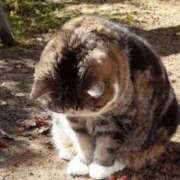 ヒメ日記 2025/03/20 19:50 投稿 メグミ Ageha(アゲハ)