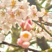 ヒメ日記 2025/03/29 15:03 投稿 ひめの♡濃厚密着!!甘々巨乳♡ ぴゅあぱい＆ぷりてぃ♡ぴゅあグループ誠実すぎる風俗♡返金保証店♡八代宇土