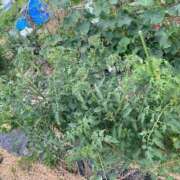 ヒメ日記 2025/06/08 18:19 投稿 ゆみ 多治見・土岐・春日井ちゃんこ