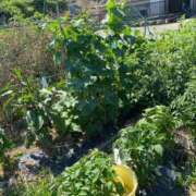 ヒメ日記 2025/06/20 18:19 投稿 ゆみ 多治見・土岐・春日井ちゃんこ