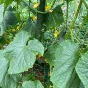 ヒメ日記 2025/07/09 11:02 投稿 ゆみ 多治見・土岐・春日井ちゃんこ