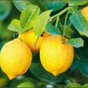 ヒメ日記 2025/07/10 21:19 投稿 ゆみ 多治見・土岐・春日井ちゃんこ