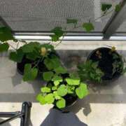 ヒメ日記 2025/07/15 10:14 投稿 ゆみ 多治見・土岐・春日井ちゃんこ