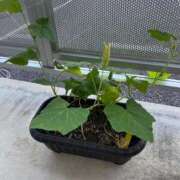 ヒメ日記 2025/07/29 18:29 投稿 ゆみ 多治見・土岐・春日井ちゃんこ