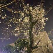 まお 出勤しました🌸 池袋サンキュー