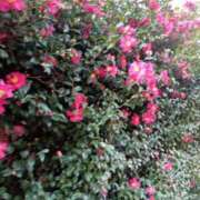 ヒメ日記 2025/05/23 08:14 投稿 こうめ 熟女デリヘル倶楽部