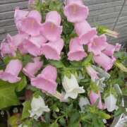 ヒメ日記 2025/06/06 07:08 投稿 こうめ 熟女デリヘル倶楽部