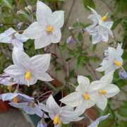 こうめ 出勤💕 熟女デリヘル倶楽部