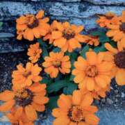 こうめ おはようございます🌻 熟女デリヘル倶楽部