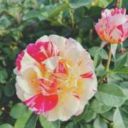 ヒメ日記 2025/04/16 00:47 投稿 今井 あなたに逢いたくて